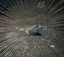 投稿の添付画像のサムネイル